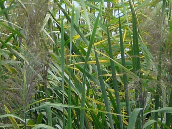 tall grass  texture